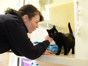Supporting image for story: RSPCA appeal after more than 1,200 calls in Shropshire last year