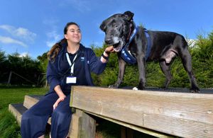 Animal care assistant Demi McCormack, from Dudley, with Massive, the Staffordshire Bull Terrier, who has just come up for rehoming