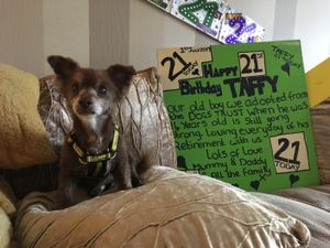 Supporting image for story: Could Shropshire's Taffy, 21, be Britain's oldest dog?