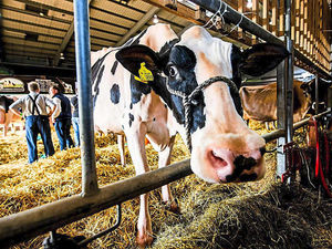 Supporting image for story: Tension in Shropshire as rival dairy group rejects plans for Birmingham moo-ve