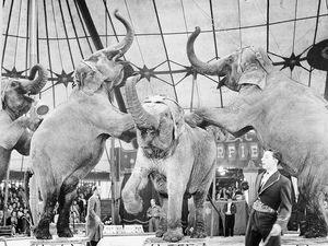 Supporting image for story: Wild animals circus ban coming into effect in Wales