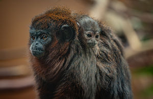 Zookeepers say the baby will soon start to branch out and begin to explore on its own, which is when they’ll discover if it’s male or female. Pic: Chester Zoo