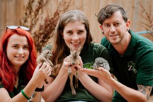 Amber Lane holding a baby Meerkat, Sam Jones holding a baby Patagonian Mara and Scott Adams holding a baby Chinchilla