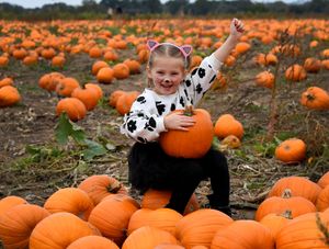 Supporting image for story: Pumpkin picking in Shropshire: 13 of the best farms and patches to visit in time for Halloween