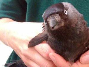Supporting image for story: Bird found injured after being shot with pellet gun in Oswestry
