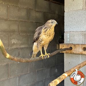 Pictures Cuan Wildlife