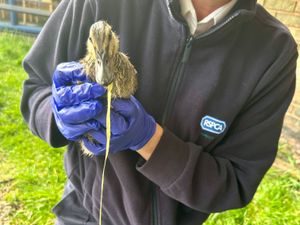 Supporting image for story: 'This duckling was lucky - many aren't': Baby bird survives swallowing unusual litter