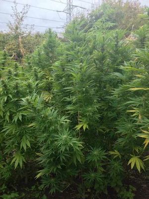 The huge cannabis plants. Pic: Wombourne Police