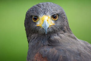 Ridgeside Falconry - Del the Harris Hawk