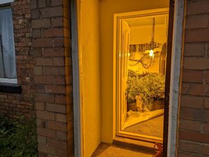 Behind one door was a room full of cannabis plants