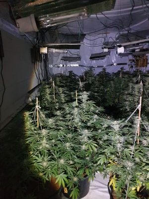 The cannabis factory 
