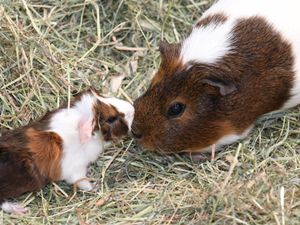 Supporting image for story: Four baby guinea pigs born at Dudley Zoo over Easter weekend