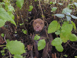 Supporting image for story: Travellers leave a puppy tied to tree