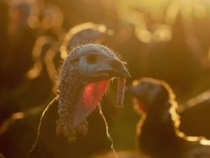 Supporting image for story: Britain ‘could face national shortage’ of turkeys ahead of Christmas