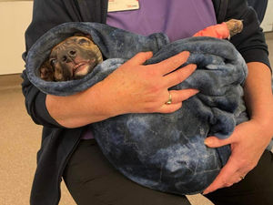 Supporting image for story: Cruelty to dogs in the West Midlands increases dramatically - with some chilling incidents recorded in the region