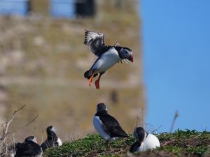 Puffins on the Farne Islands