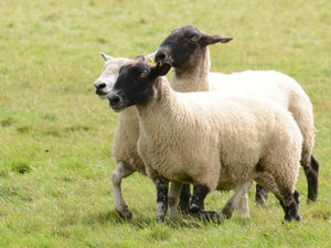 Supporting image for story: Shropshire Young Farmers' Club set for June event  