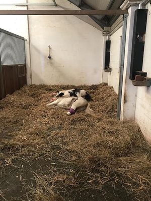 The ponies are now being cared for by staff at RSPCA Gonsal Farm Animal Centre, in Shropshire