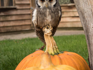Supporting image for story: Ghosts, ghouls and goats – a Kington farm is planning its first Halloween Fest to provide lots of giggles