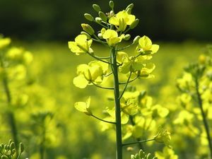 Supporting image for story: OSR champion varieties for growers in the west
