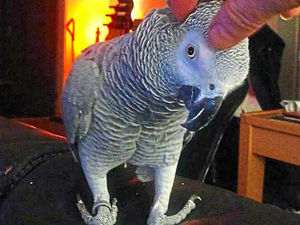 Supporting image for story: Archie the parrot missing from Newport home