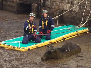 Supporting image for story: Inflatable path used to rescue cow from pit near Ellesmere