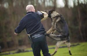 Down boy! Pride in action