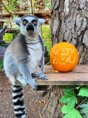 Exotic Zoo is home to lemurs