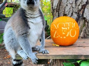 Supporting image for story: Telford zoo offers a wickedly wild Halloween experience