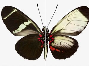 Supporting image for story: Scientists use gene editing to change butterfly wing patterns