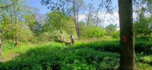 A felled willow in Soulton Wood 