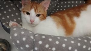 Freddie