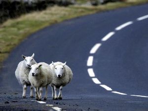 Supporting image for story: Over half of drivers have hit or had a near-miss with animals on the road