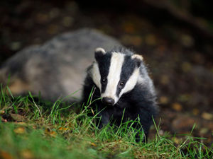 Supporting image for story: Shropshire sees increase of TB cases in cattle as badger cull on cards