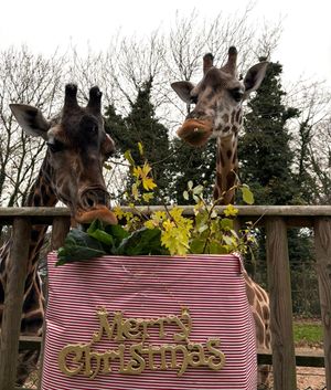 Josie and Kira enjoy some Christmas festive enrichment treats. 