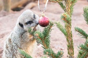 A mob of meerkats at West Midland Safari Park have been treated to their very own Christmas tree and baubles.