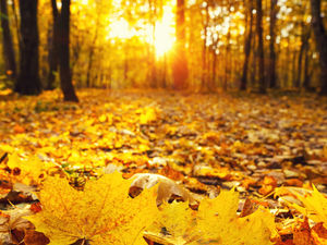 Supporting image for story: Heather Large: A time to relish changing seasons