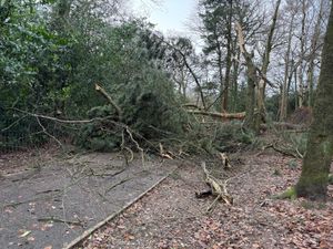 Supporting image for story: Beloved Sandwell woods destroyed by high winds brought by Storm Darragh
