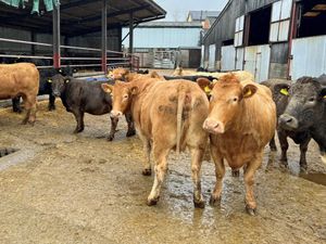Supporting image for story: Farm business puts herd up for sale at Welshpool auction 