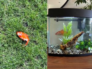 Supporting image for story: Doctor goes viral after finding mystery goldfish in garden and keeping as pet
