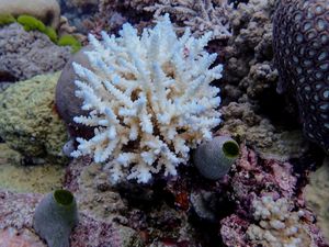 Supporting image for story: Great Barrier Reef records largest annual coral loss in 39 years