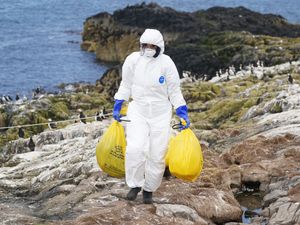 Supporting image for story: More mammals infected with bird flu but risk to humans is low, experts say