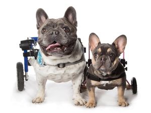 Supporting image for story: Paw-sitively inspiring: Disabled Frenchies 'wheelie' shine in calendar contest