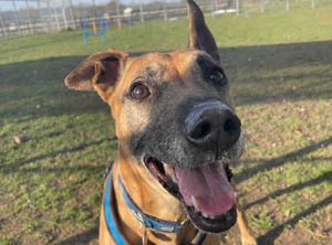 Bracken is described as a gentle boy. Pic: RSPCA