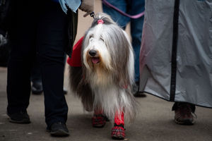 A bearded collie arrives at the Birmingham National Exhibition Centre (NEC) for the third day of the Crufts Dog Show. PA Photo. Issue date: Saturday March 7, 2020. See PA story ANIMALS Crufts. Photo credit should read: Jacob King/PA Wire.