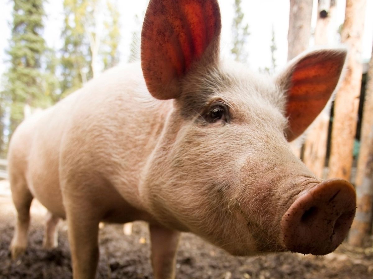 Pig&rsquo;s liver transplanted to human in world first