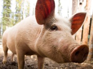 Supporting image for story: Pig’s liver transplanted to human in world first
