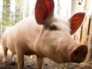 Supporting image for story: Pig’s liver transplanted to human in world first
