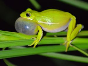 Supporting image for story: Lungs like noise-cancelling headphones help frogs hear mates, study shows