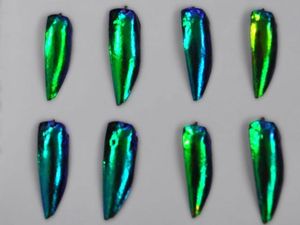 Supporting image for story: Scientists discover how iridescent jewel beetles ‘hide in plain sight’
